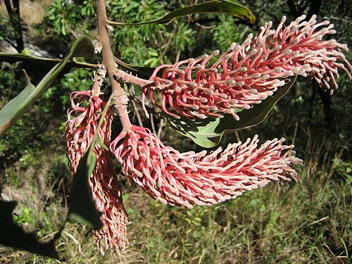 Faurea rubriflora: Manica beechwood or Faurea rubriflora (Proteaceae) on Mount Whenje in Manica province of Mozambique (1000 m.a.s.).