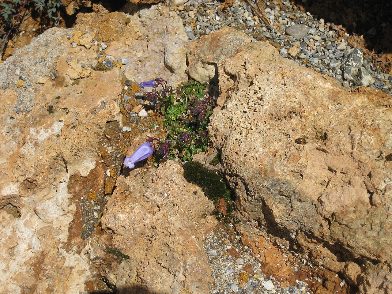 Favratia zoysii: Campanula zoysii in the Jardin Botanique Alpin du Lautaret