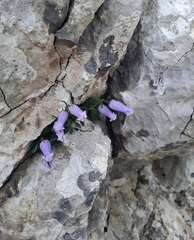 Favratia zoysii (Favratia zoysii)