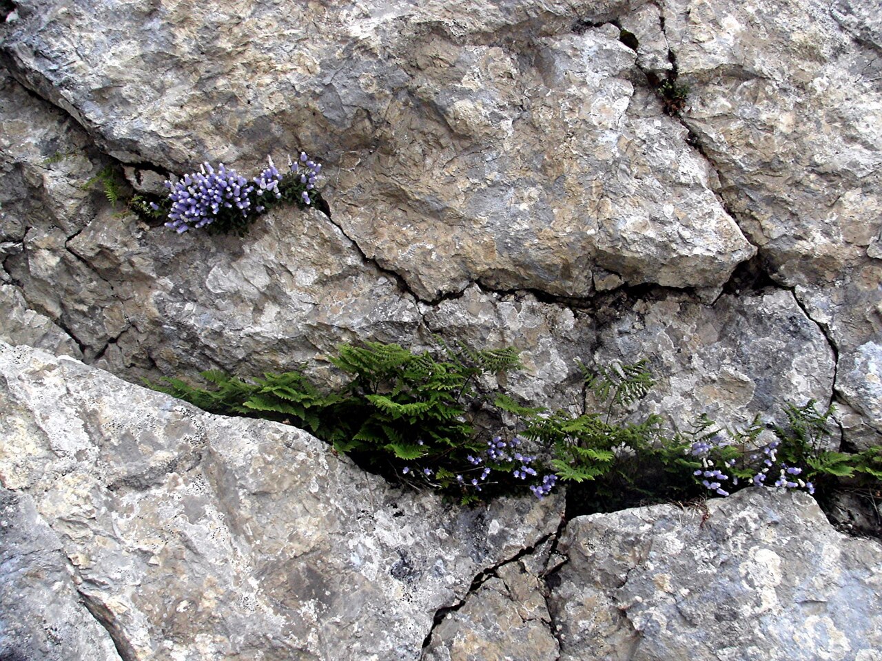 Favratia zoysii: Campanula zoysii, Triglav mountains, Slovenia