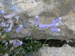 Favratia zoysii (Favratia zoysii)