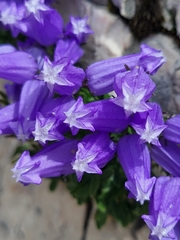 Favratia zoysii (Favratia zoysii)
