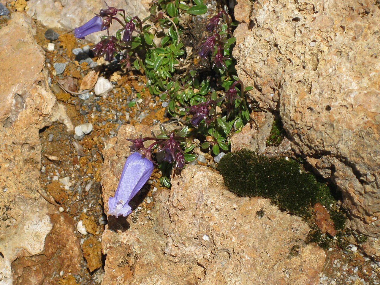 Favratia zoysii: Campanula zoysii in the Jardin Botanique Alpin du Lautaret