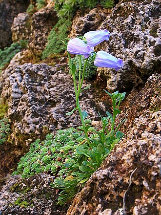 Favratia zoysii: Petite Campanule ( Campanula zoysii ) de 5 à 7 cm aux étranges fleurs en grelots. Elle est endémique des Alpes du sud-est, et pousse dans les fissures de paroie