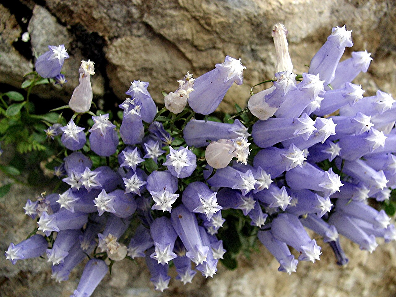 Favratia zoysii: Campanula zoysii, Triglav Mountains, Slovenia