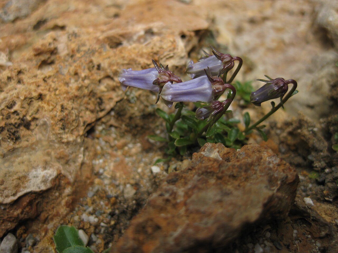 Favratia zoysii: Campanula zoysii in the Jardin Botanique Alpin du Lautaret