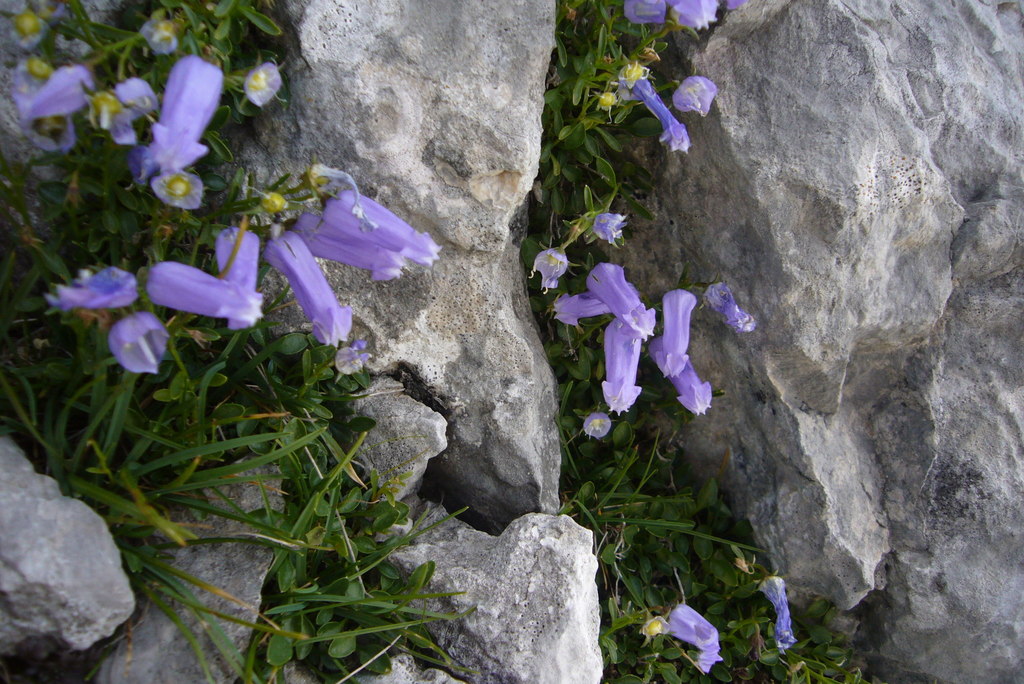 Favratia zoysii (Favratia zoysii)