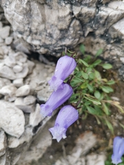 Favratia zoysii (Favratia zoysii)