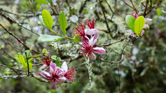 Feijoa (Feijoa sellowiana)