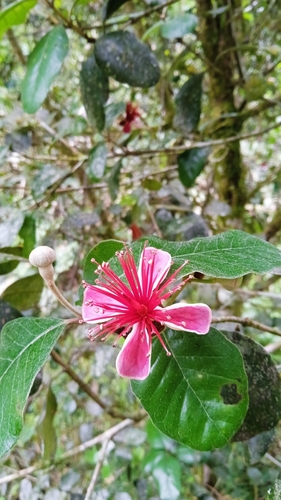Feijoa (Feijoa sellowiana)