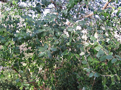 Feijoa: Acca sellowiana Foto tomada en el RJB de Madrid.
