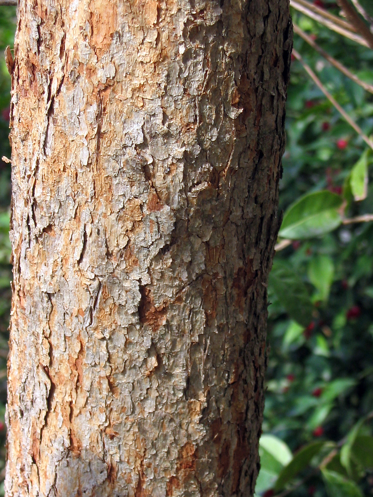Feijoa: Fotografía de la textura del tronco del Acca Sellowiana de las myrtaceae , habita en Brasil y Uruguay, en Español árbol Feijoa . La fotografía está realizada en