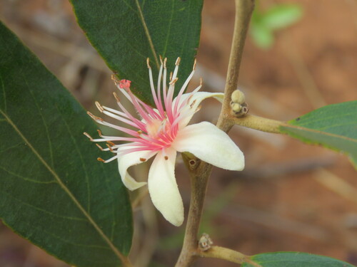 Feijoa (Feijoa sellowiana)