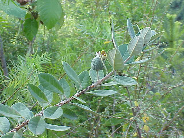 Feijoa: Species : Acca sellowiana Family : Myrtaceae Image No. 3
