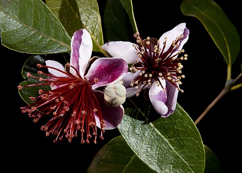 Feijoa: pineapple guava ( Acca sellowiana syn : feijoa sellowiana , Myrtaceae) leaves and flowers. Locality : Fronton, Haute-Garonne France.