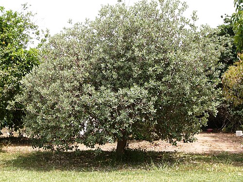 Feijoa: Acca sellowiana