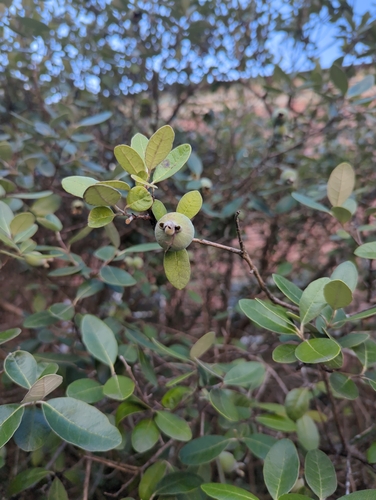 Feijoa (Feijoa sellowiana)