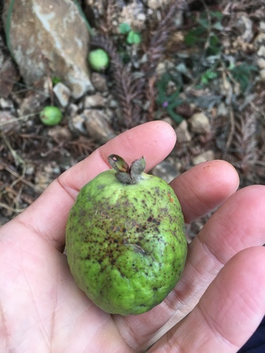 Feijoa (Feijoa sellowiana)