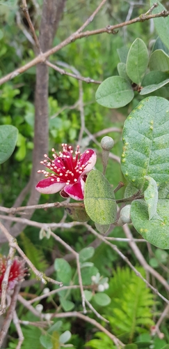 Feijoa (Feijoa sellowiana)
