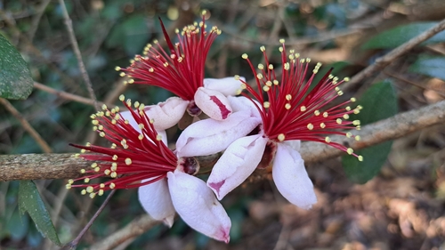 Feijoa (Feijoa sellowiana)