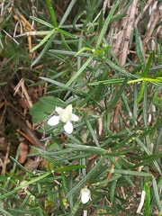 Narrow-leaf fendler-bush (Fendlera linearis)