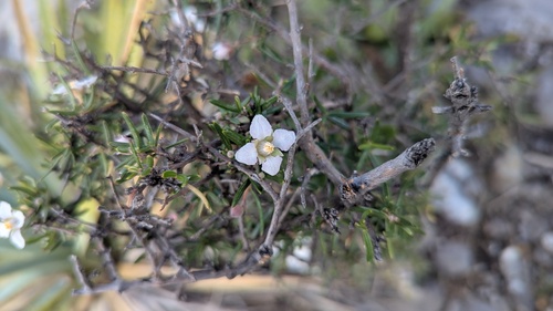 Narrow-leaf fendler-bush (Fendlera linearis)