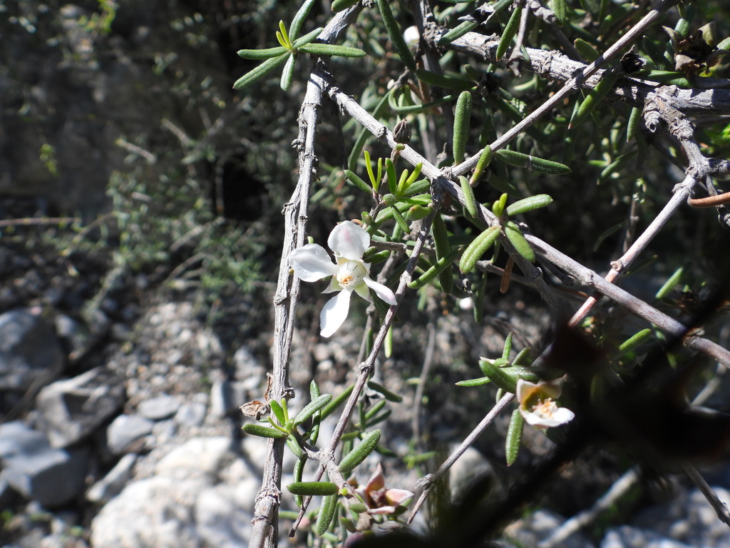 Narrow-leaf fendler-bush (Fendlera linearis)