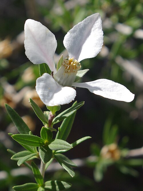Cliff fendlerbush: Detail of Cliff Fendlerbush, Fendlera rupicola var. rupicola , near Santa Cruz Reservoir, New Mexico.