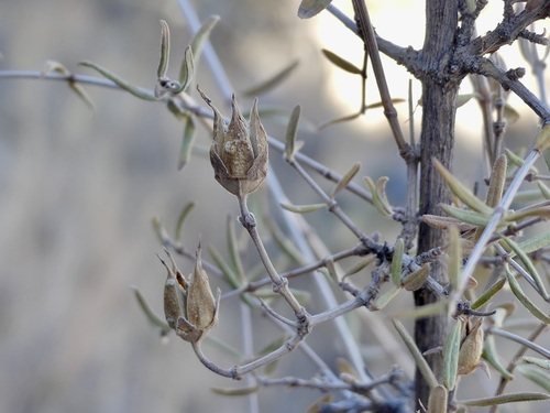 Cliff fendlerbush (Fendlera rupicola)