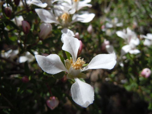 Cliff fendlerbush (Fendlera rupicola)