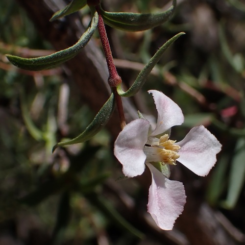 Cliff fendlerbush (Fendlera rupicola)