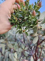 Cliff fendlerbush (Fendlera rupicola)