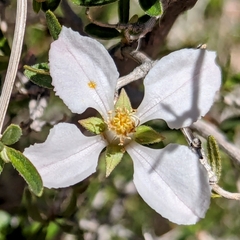 Cliff fendlerbush (Fendlera rupicola)