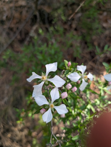 Cliff fendlerbush (Fendlera rupicola)