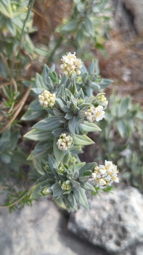 Fendlerella lasiopetala (Fendlerella lasiopetala)