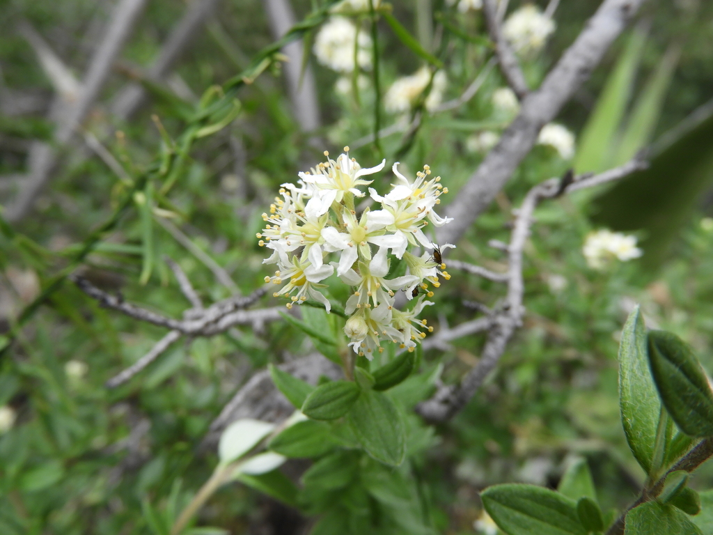 Fendlerella lasiopetala (Fendlerella lasiopetala)