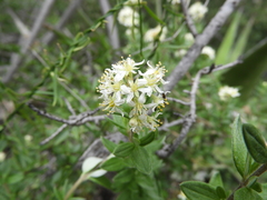 Fendlerella lasiopetala (Fendlerella lasiopetala)
