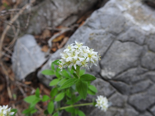 Fendlerella lasiopetala (Fendlerella lasiopetala)