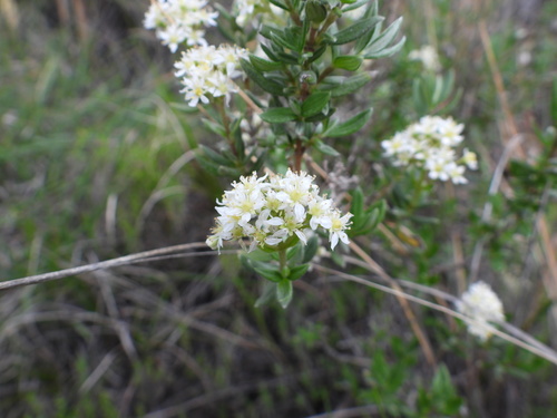 Fendlerella lasiopetala (Fendlerella lasiopetala)