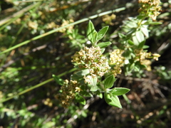 Fendlerella lasiopetala (Fendlerella lasiopetala)