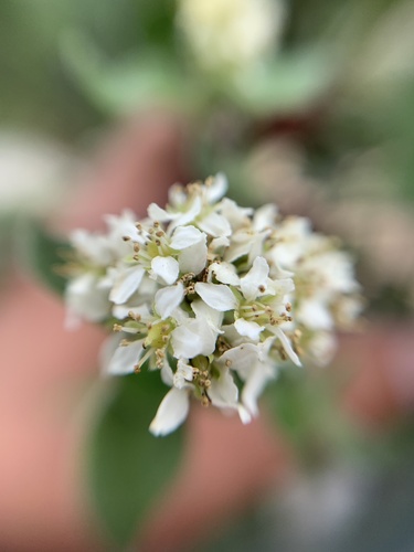 Fendlerella queretarana (Fendlerella queretarana)