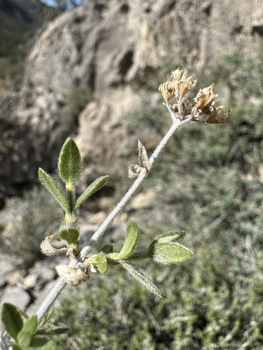 Utah fendlerbush (Fendlerella utahensis)