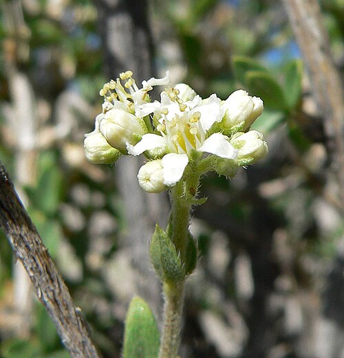 Utah fendlerbush: Fendlerella utahensis at summit of Turtlehead Peak, Red Rock Canyon, southern Nevada