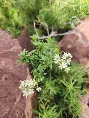 Utah fendlerbush (Fendlerella utahensis)
