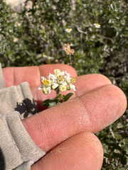 Utah fendlerbush (Fendlerella utahensis)
