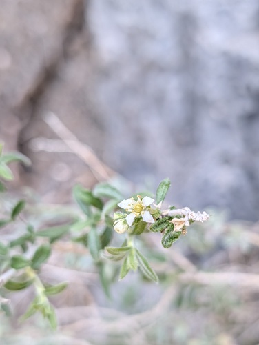 Utah fendlerbush (Fendlerella utahensis)