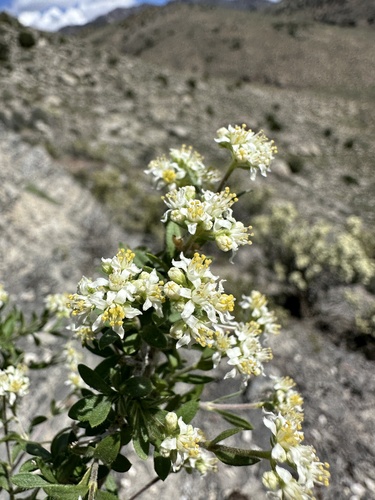 Utah fendlerbush (Fendlerella utahensis)