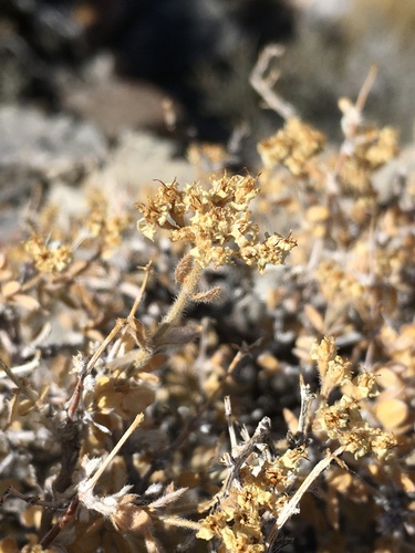 Utah fendlerbush (Fendlerella utahensis)