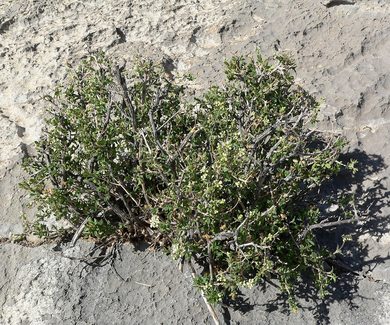 Utah fendlerbush: Fendlerella utahensis at summit of Turtlehead Peak, Red Rock Canyon, southern Nevada