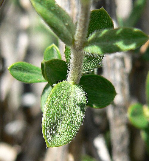 Utah fendlerbush: Fendlerella utahensis at summit of Turtlehead Peak, Red Rock Canyon, southern Nevada